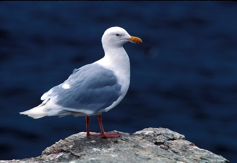 Fayl:Larus hyperboreus-USFWS.jpg