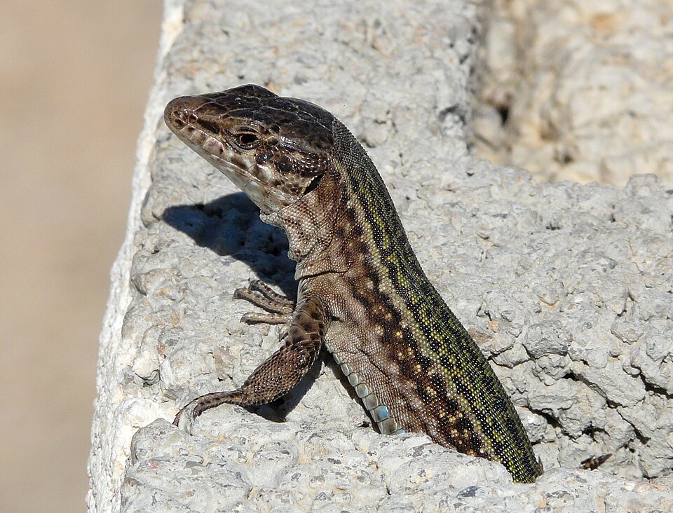 Fayl:Lizard in Ibiza.jpg