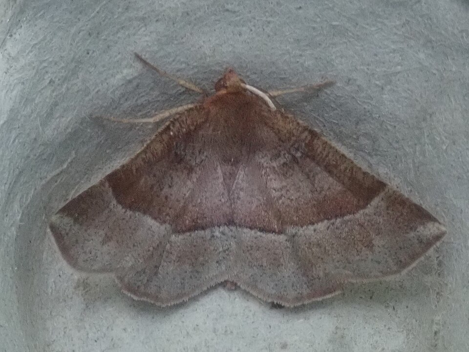 Fayl:Metarranthis pilosaria.jpg