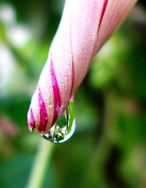 Fayl:Morning Glory Photo.jpg