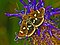 Odontiinae