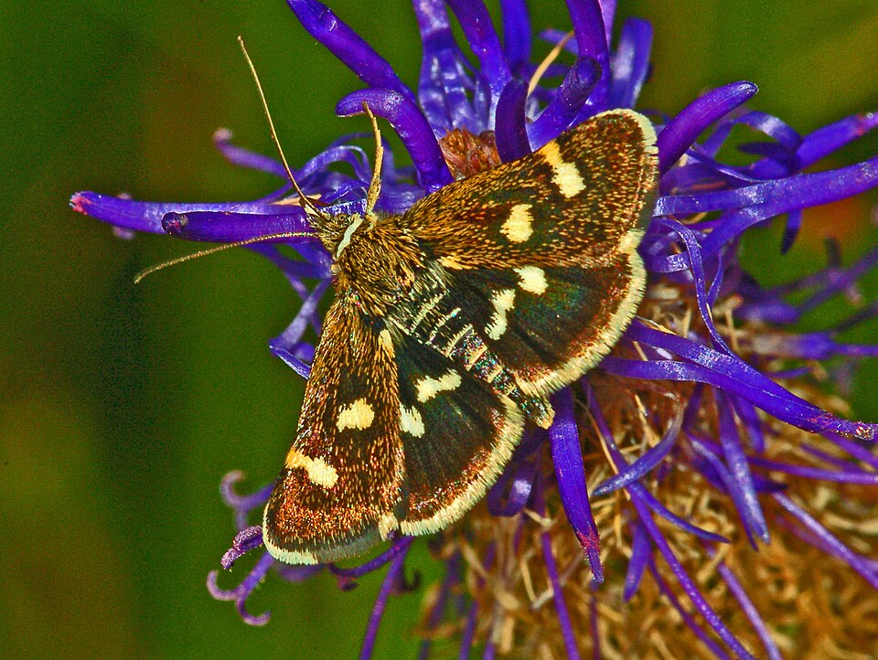 Fayl:Odontiinae - Eurrhypis pollinalis.JPG