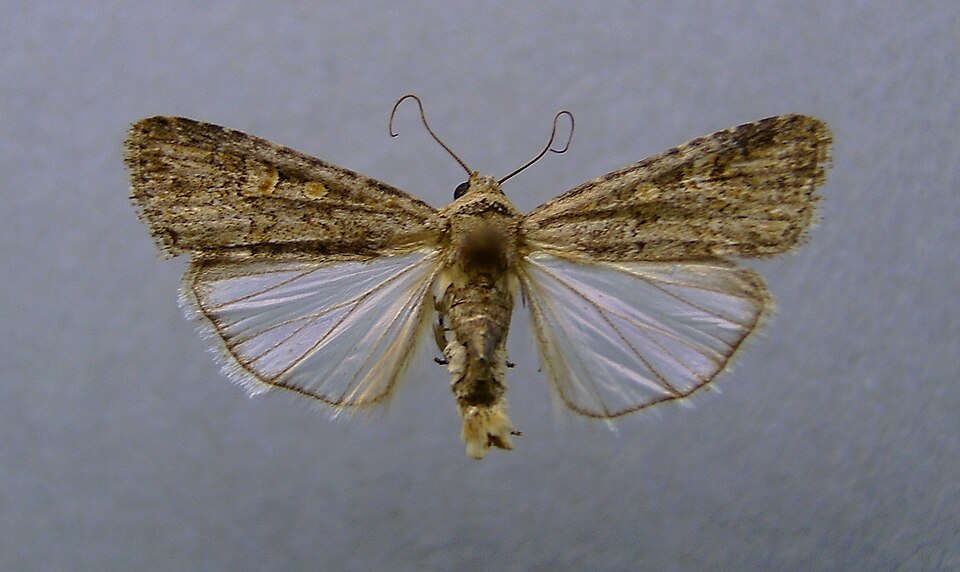 Fayl:Spodoptera exigua1.jpg