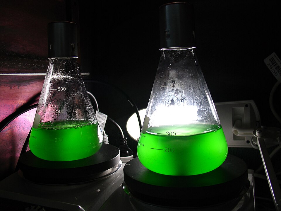 Fayl:Synechococcus cyanobacteria-cultures.jpg