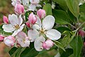 Olma daraxti gullari (Malus domestica)