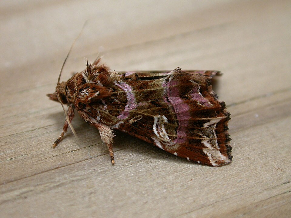 Fayl:Callopistria juventina.jpg