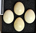 Chrysolophus pictus tuxumlari