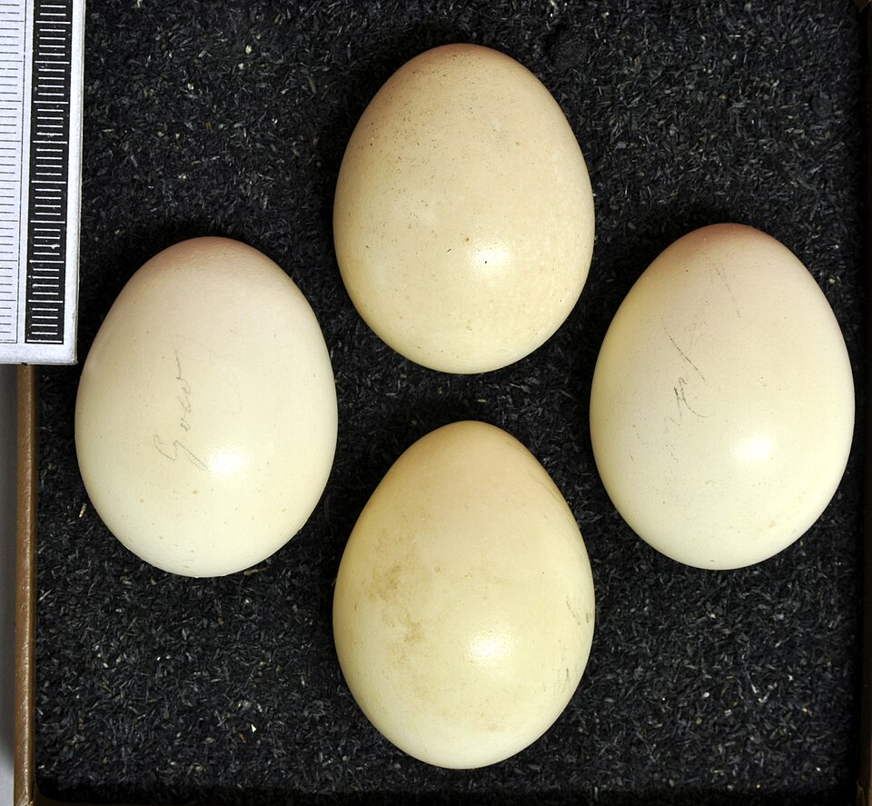 Fayl:Chrysolophus pictus MWNH 1067.JPG