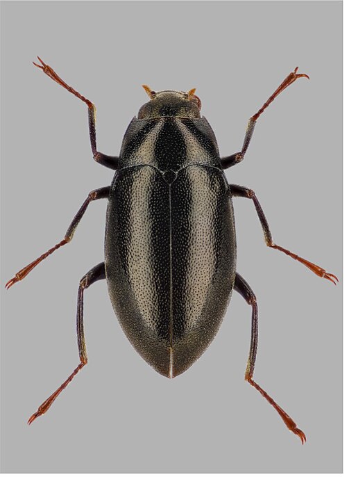 Fayl:Elmomorphus bispinosus.jpg