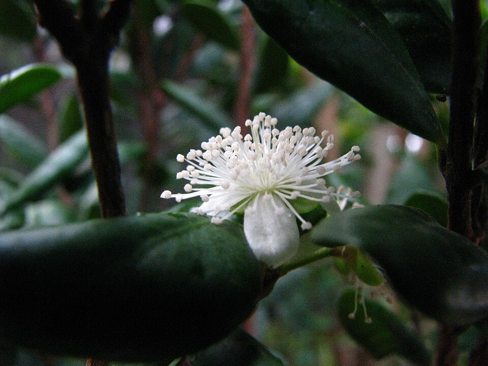 Fayl:Eugenia koolauensis.jpg