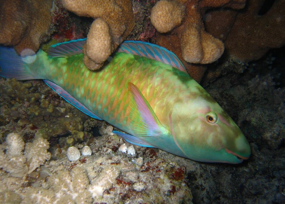 Fayl:Hipposcarus longiceps.jpg