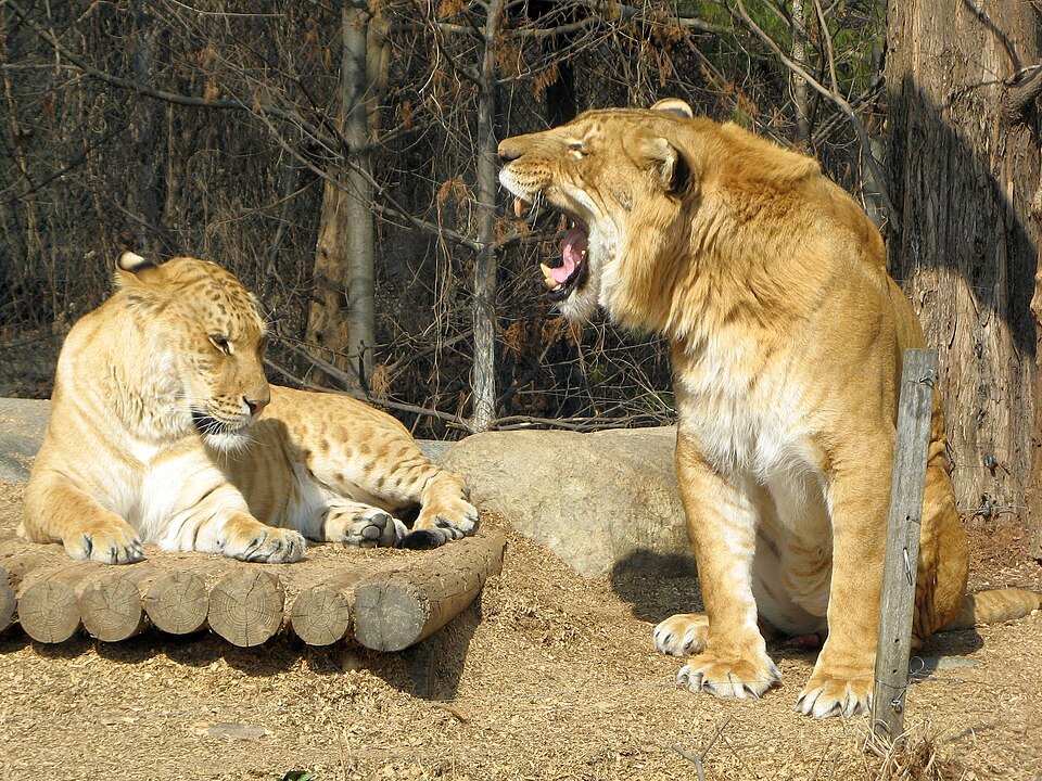 Fayl:Liger couple 1.jpg