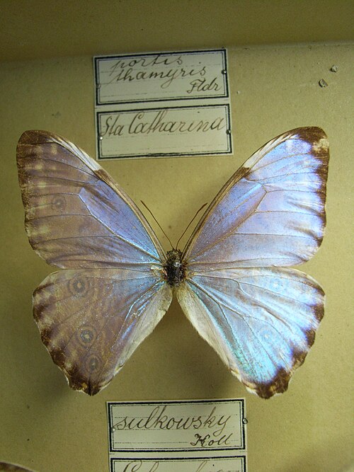 Fayl:Morphoportis thamyris.JPG