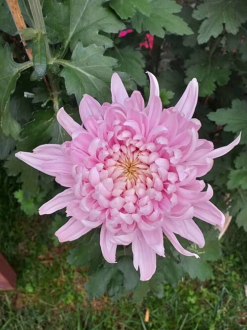 Fayl:菊花 20190925192231.jpg