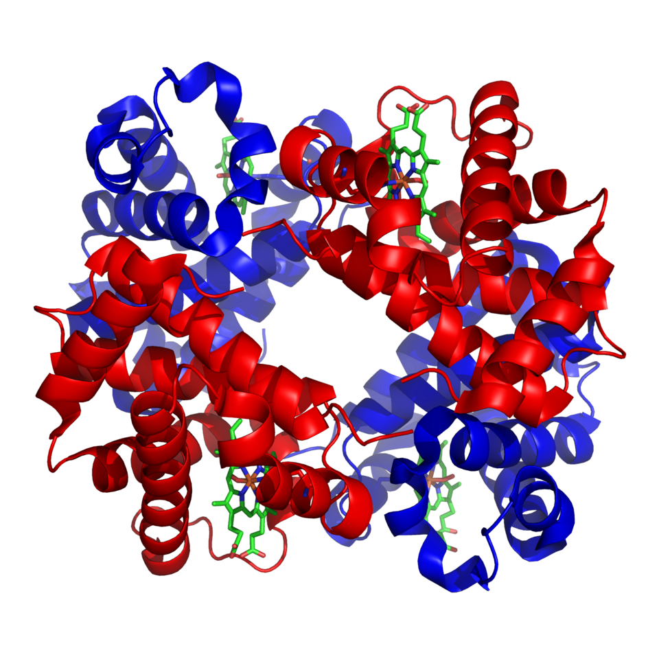 Fayl:1GZX Haemoglobin.png