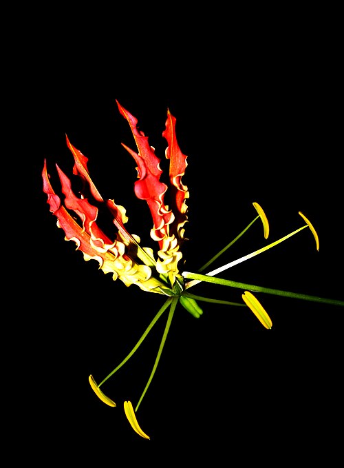 Fayl:Flame lily (Gloriosa superba).JPG