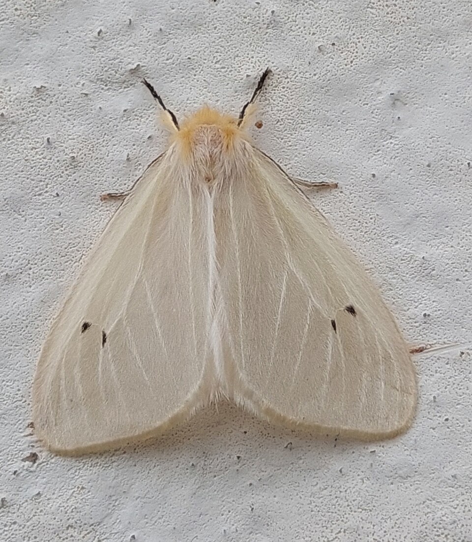 Fayl:Olapa tavetensis.jpg