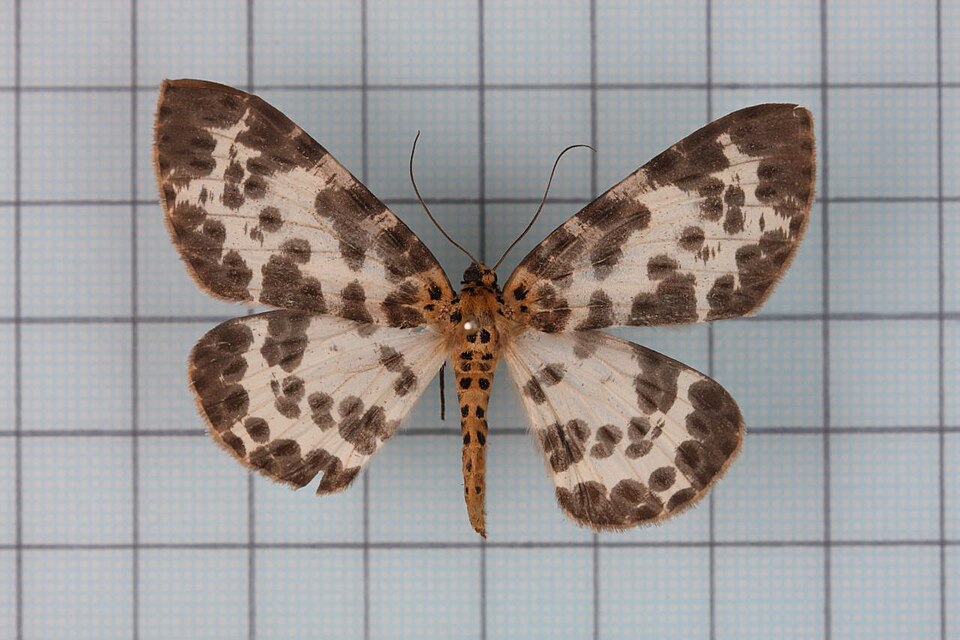 Fayl:Percnia luridaria nominoneura1.jpg