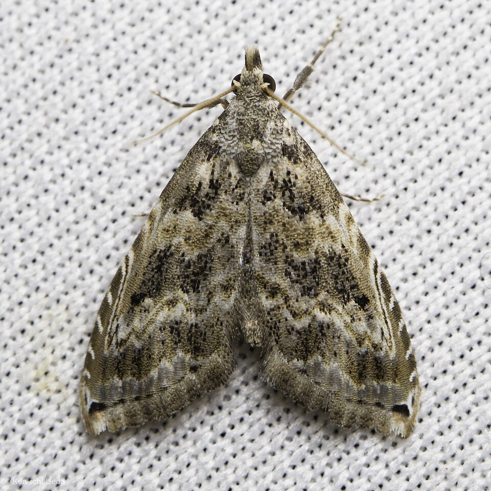 Fayl:Phobolosia anfracta 22117240.jpg