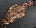 Gʻumbagi, ustki tomondan