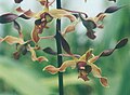 Dendrobium 'Mini Brown' [verification needed], Spatulata bo'limiga tegishli gibrid