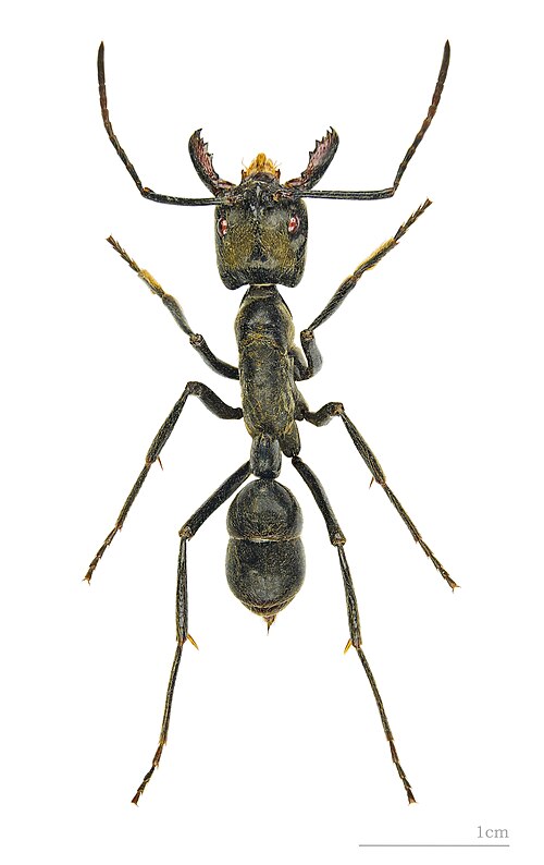 Fayl:Dinoponera quadriceps MHNT.jpg
