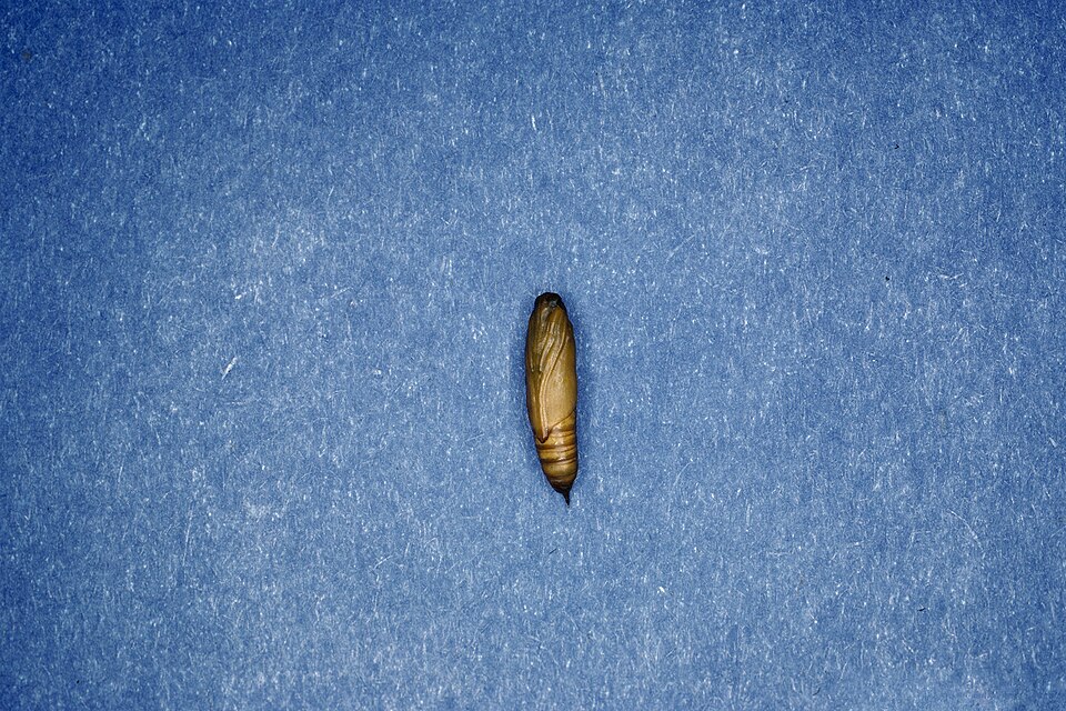 Fayl:Glyphodes sibillalis pupa.jpg
