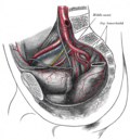 Chanoq arteriyalari.