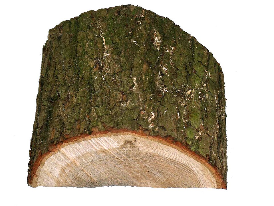 Fayl:Holz der Stieleiche.jpg