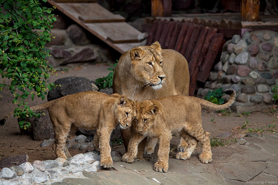 Fayl:Lions Moscow zoo.jpg