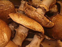 Portobello qo'ziqorinlari