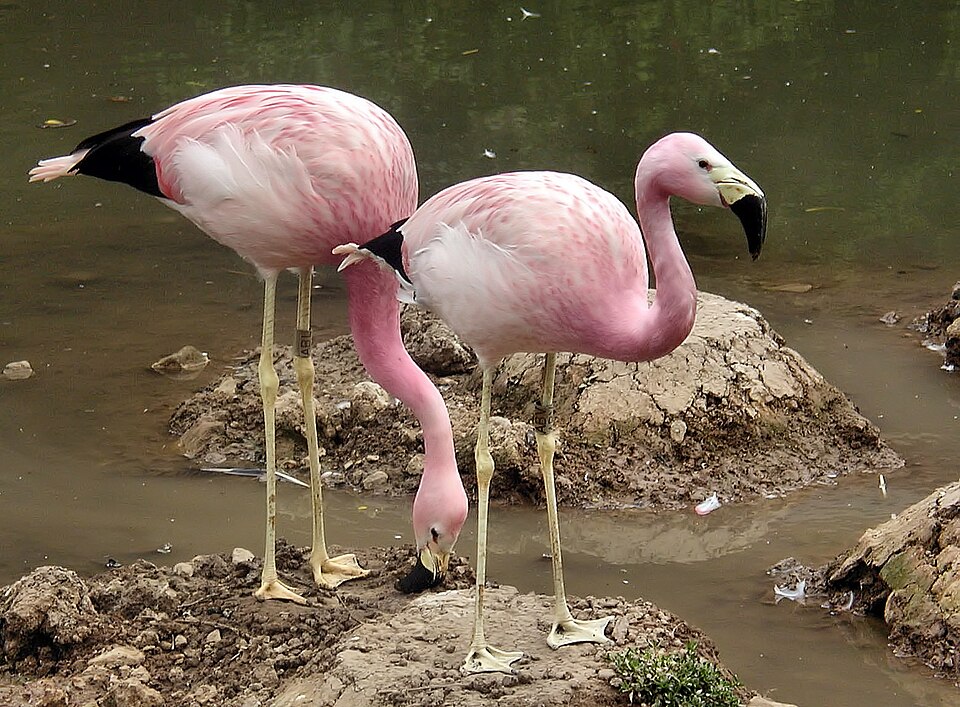 Fayl:Two andeanflamingo june2003 arp.jpg