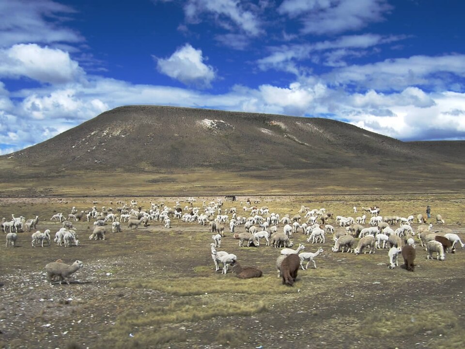 Fayl:Alpacas (7640964510).jpg
