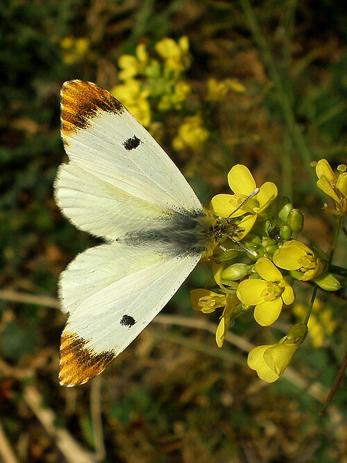 Fayl:Anthocharis euphenoides femella anvers.jpg