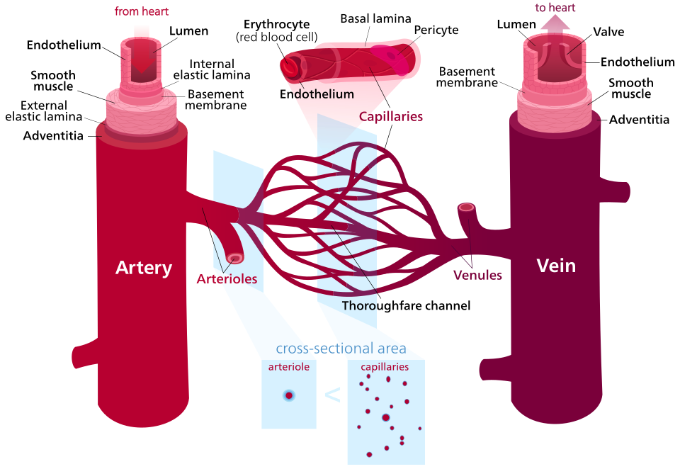 Fayl:Blood vessels (retouched) -en.svg