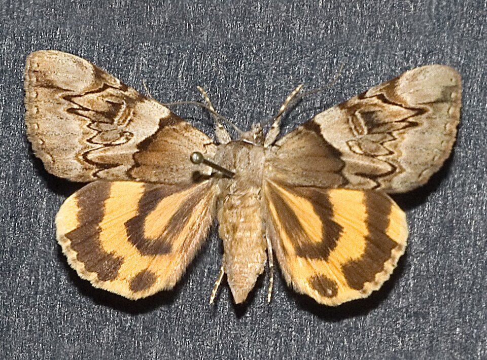 Fayl:Catocala fulminea.jpg
