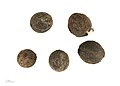 Corypha umbraculifera - Museum specimen - seeds