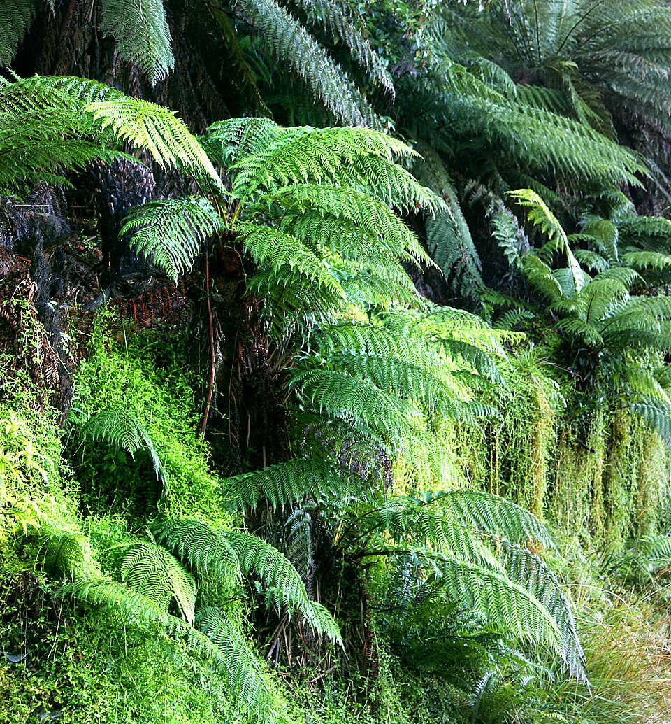 Fayl:Ferns02.jpg