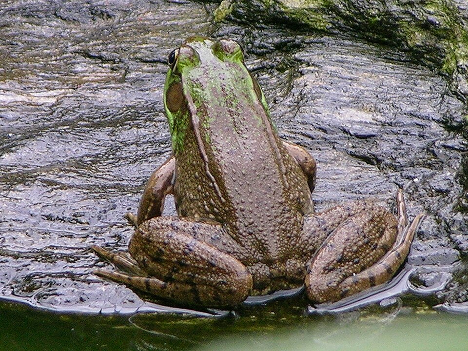 Fayl:Green Frog Rana clamitans Backside.JPG