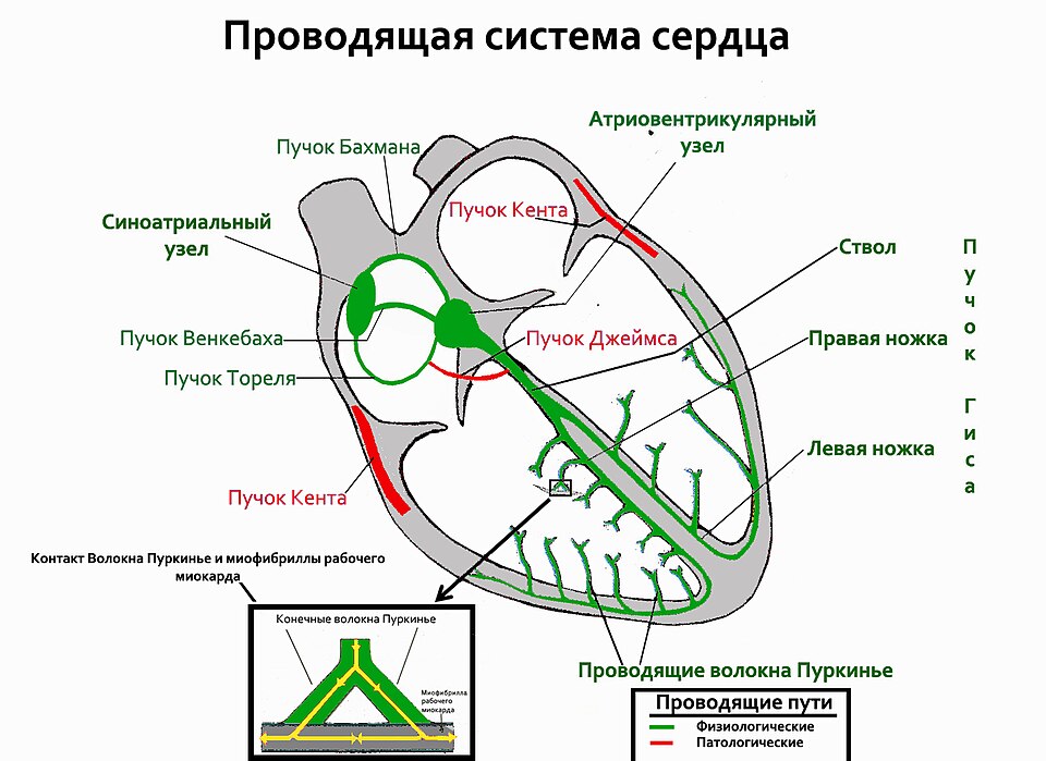 Fayl:Heart conductive system.jpg