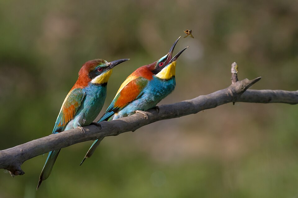 Fayl:Merops apiaster 04.jpg
