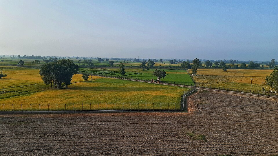Fayl:Paddy field in Punjab 002.jpg