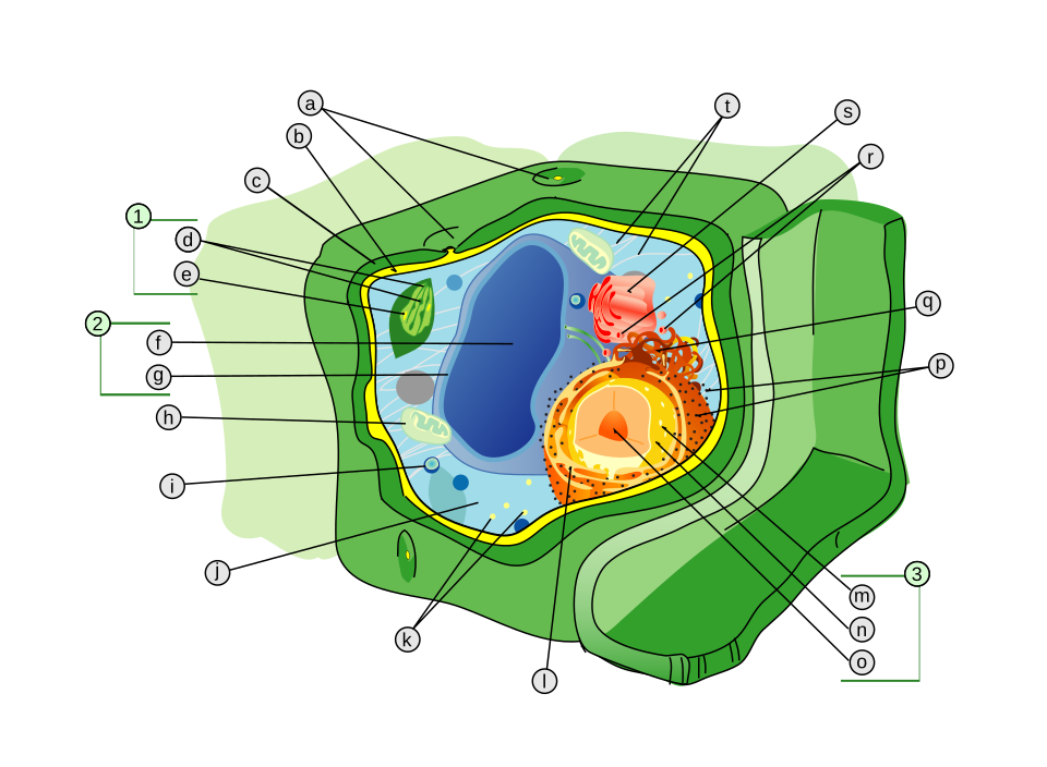 Fayl:Plant cell structure svg labels.svg
