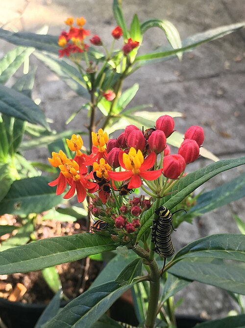 Fayl:Scarlet Milkweed with caterpillar.jpg