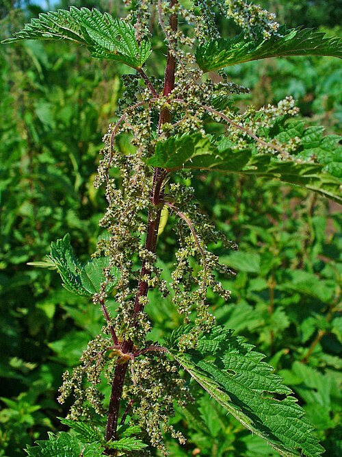 Fayl:Urtica dioica 002.JPG
