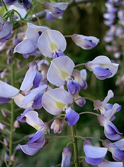 Wisteria floribunda gullari