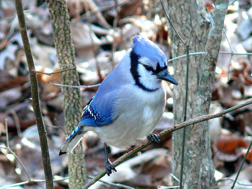 Fayl:Blue Jay-27527.jpg