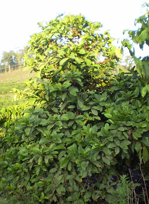 Fayl:Coffee tree chary.jpg