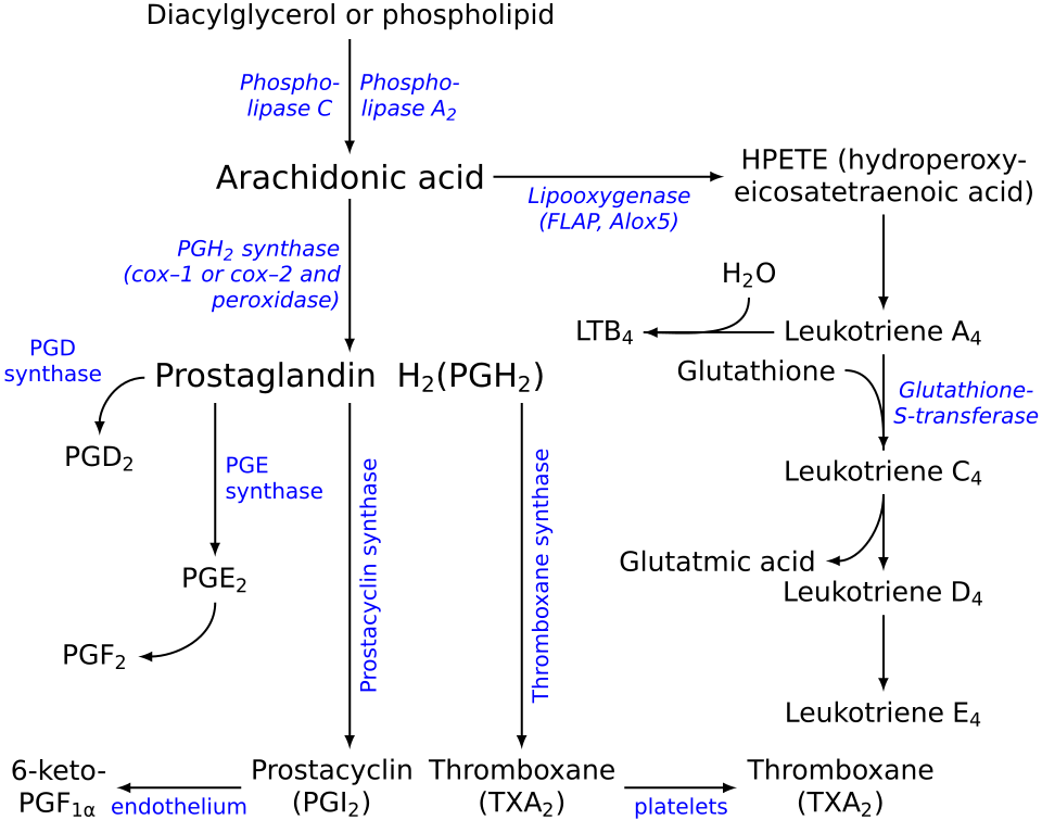 Fayl:Eicosanoid synthesis.svg