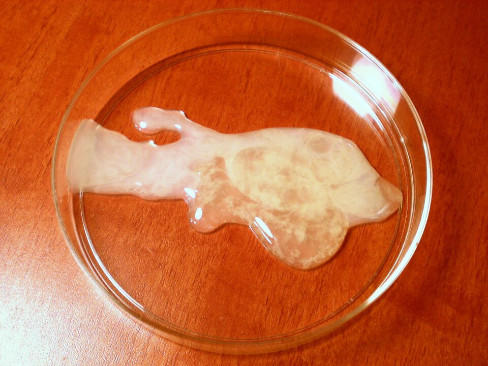 Fayl:Human semen in petri dish2.jpg